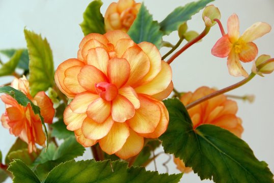 orange flowers of begonia pot-plant