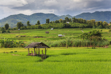 Green rice field in Thailand