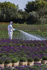 View of a large indoors green plant nursery.