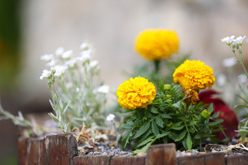 Beautiful Marigolds, outdoors