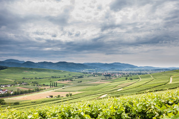 Weinberge