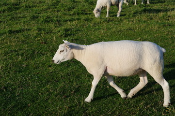 Deichschaf in Husum 11