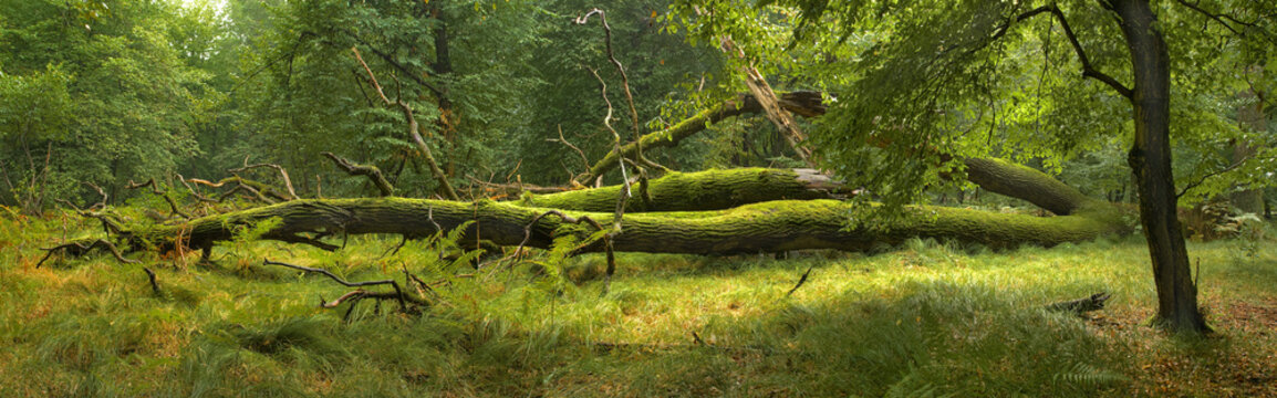 Fototapeta Panoramic view of the forest