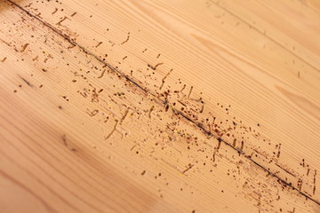 Holzwurmspuren