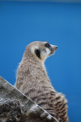 Meerkat / Suricate