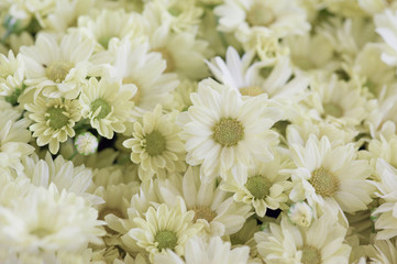 Arranjo floral com margaridas