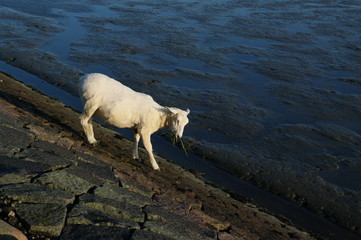 Obraz premium Deichschaf in Husum 1