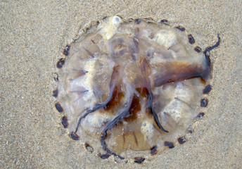Meduza na plaży