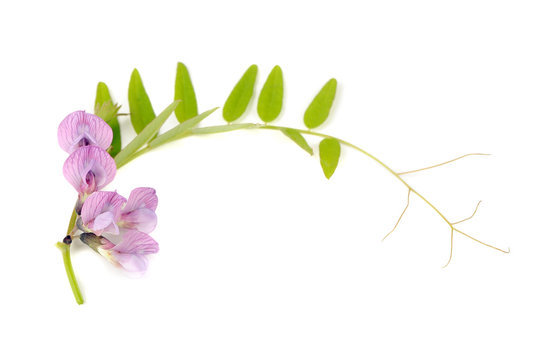 Tufted Vetch Isolated on White Background