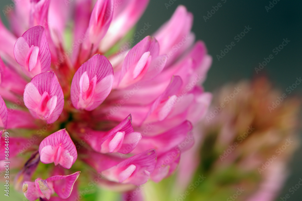 Wall mural Red Clover Flower Macro