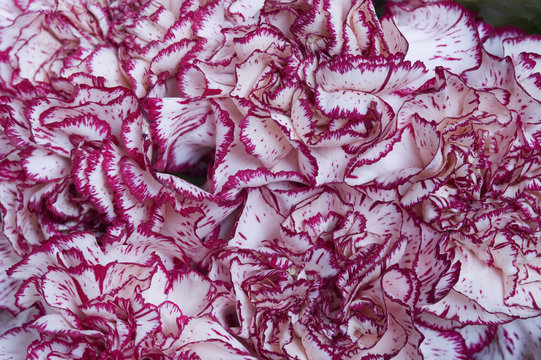 Arranjo floral com cravos