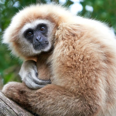 Lar gibbon (Hylobates lar)