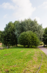 Trees in the park
