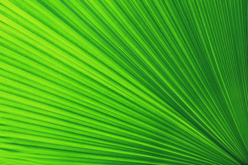 Obraz premium Texture of Green palm Leaf