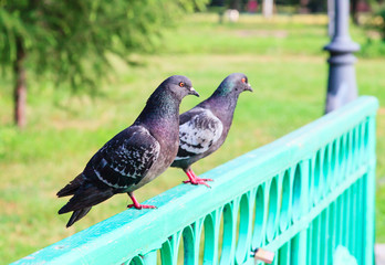 Two pigeons on the bridge