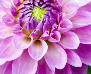Foto auf Acrylglas Nahaufnahme auf rosa Dahlienblume © doris oberfrank-list