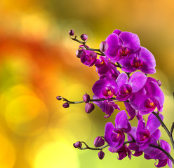 Fototapeta na wymiar purple orchid flower on blur background
