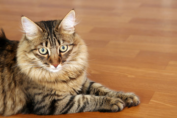 Beautiful cat lying on floor