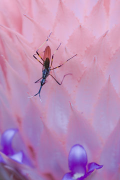Insetos obre bromelia na Mata Atl&acirc;ntica