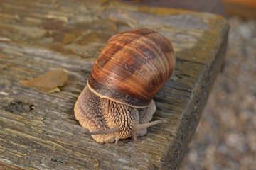 Snail