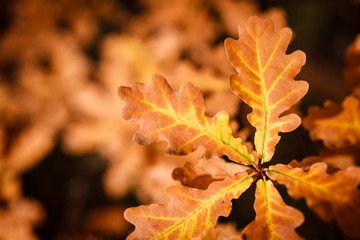 Autumnal leaves background
