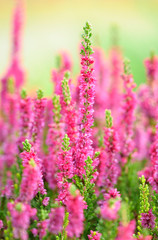 Heather flowers
