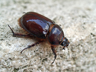 Femmina di scarabeo rinoceronte (Oryctes nasicornis)