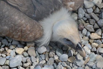 Griffon Vulture