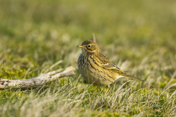 Pipit farlouse (Anthus pratensis - Meadow Pipit) dans les prairi