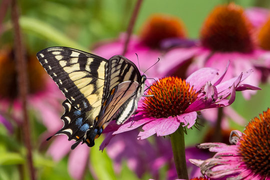 Eastern Tiger Swallowtail Butterfly