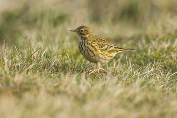 Fototapeta premium Pipit farlouse (Anthus pratensis - Meadow Pipit) dans les prairi