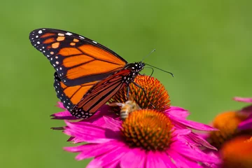 Crédence de cuisine en verre imprimé Papillon Monarch Butterfly