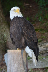 Bald Eagle / American Eagle