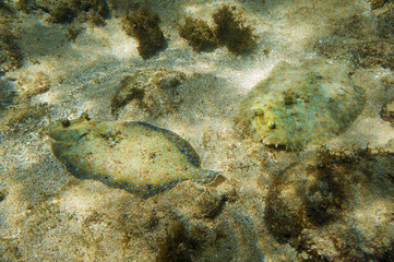 Fototapeta na wymiar Couple of Peacock flounder fish on the seabed