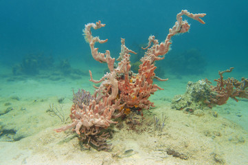 Fototapeta na wymiar Lumpy overgrowing sponge in the Caribbean sea