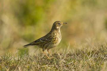 Pipit farlouse (Anthus pratensis - Meadow Pipit) dans les prairi