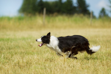 Border collie running on grass