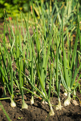Onions growing in the ground