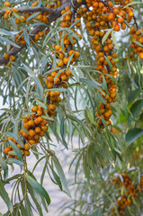 Sea buckthorn