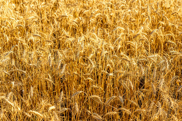 golden spikes of wheat on the field, soft focus