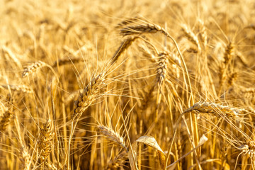 Field of golden wheat. Selective focus