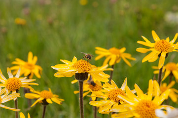 fiori gialli