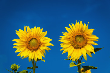 Beautiful sunflowers with blue sky and beautiful sun, wallpaper
