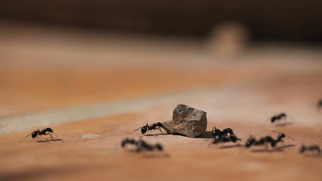 Ants running