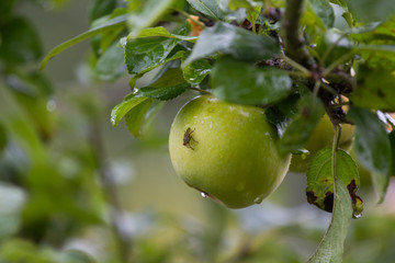 fresh wet apple on a appletree