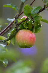 fresh wet apple on a appletree