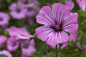 Obraz premium blüte im sommer