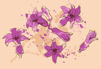 hyacinth flowers in purple color