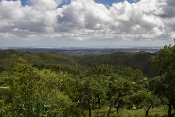 Fototapeta na wymiar Landscape view of the lush and dense forest region 