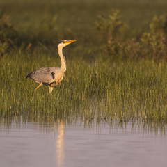 Héron cendré - Ardea cinerea - Grey Heron